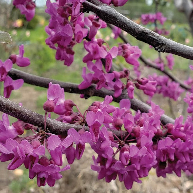 Cercis can Luscious Lavender 