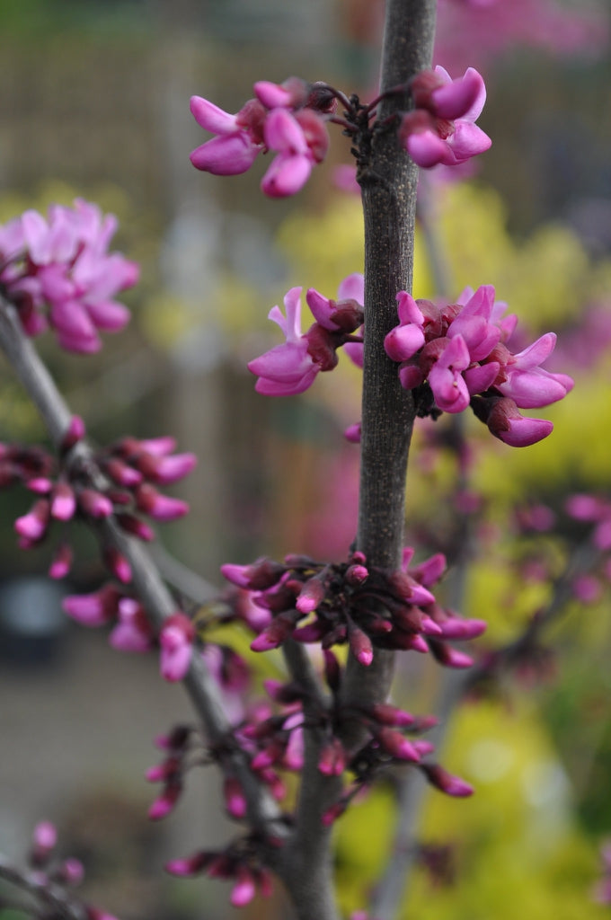 Cercis can Merlot 