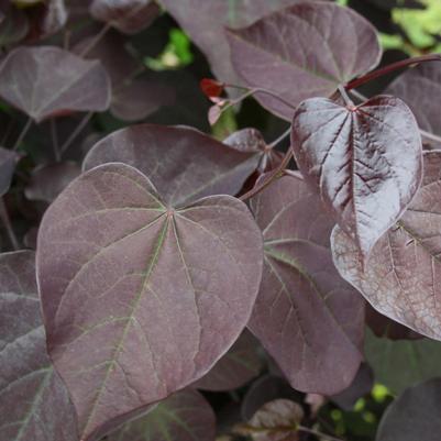 Cercis can Midnight Express 2.5"
