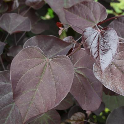 Cercis can Midnight Express 2"