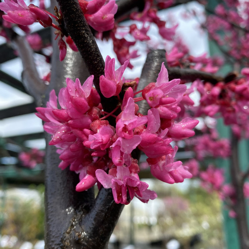 Cercis can Northern Lites 