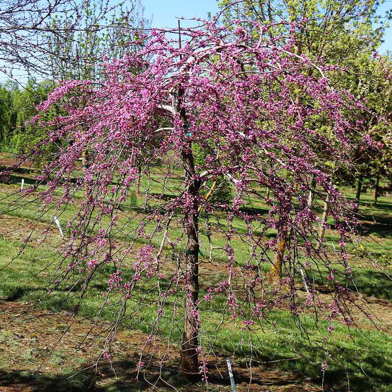 Cercis can Pink Heartbreaker 