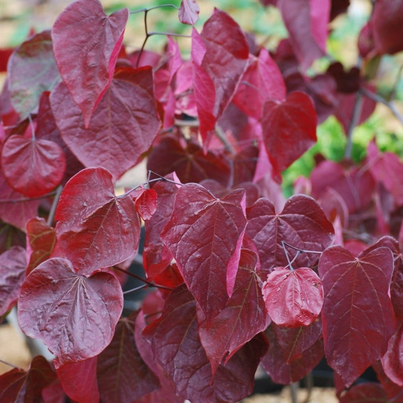 Cercis can Purple Select 1.5"