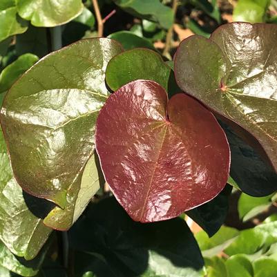 Cercis can Sparkling Wine 