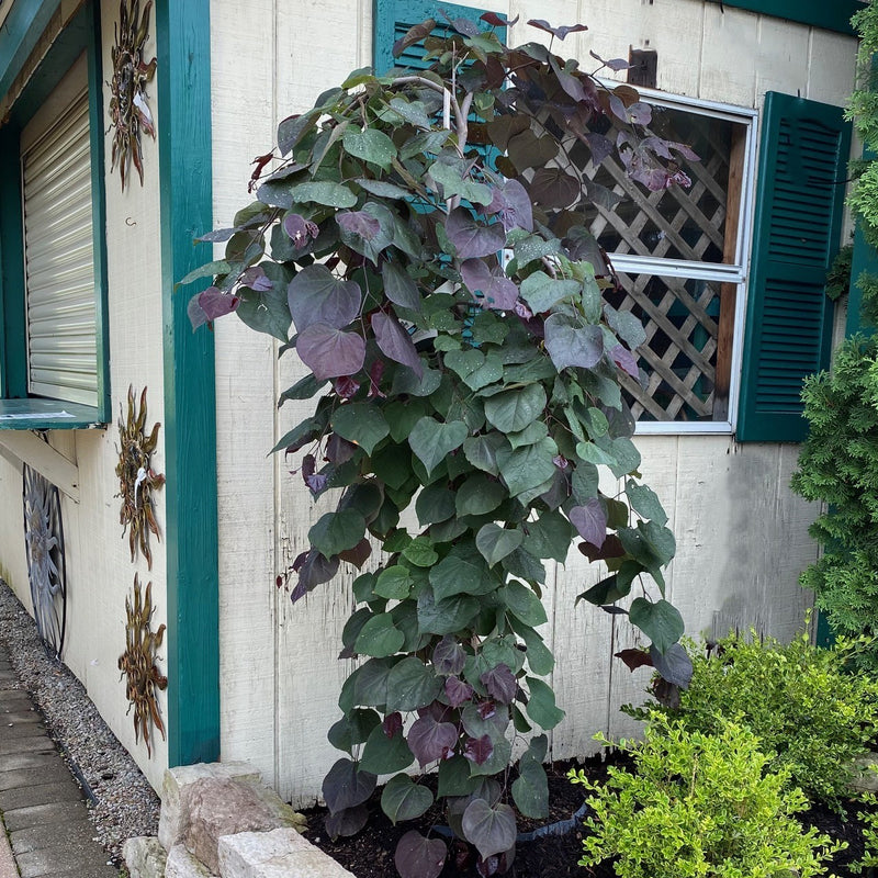 Cercis can Ruby Falls 