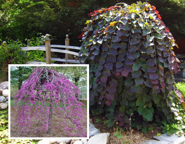 Cercis can Ruby Falls 2"