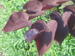 Cercis can Burgundy Hearts 