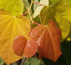 Cercis can The Rising Sun 