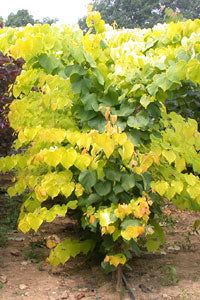 Cercis can Hearts of Gold 