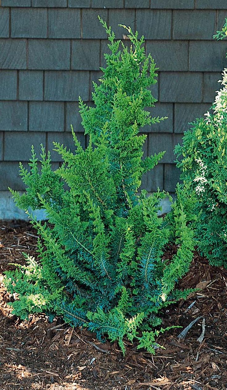 Chamaecyparis ob filicoides compacta 