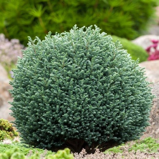 Chamaecyparis p Blue Moon 