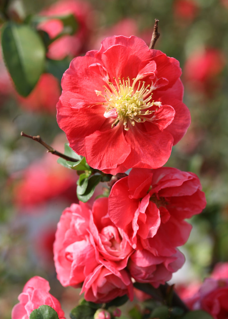 Chaenomeles Pink Storm 