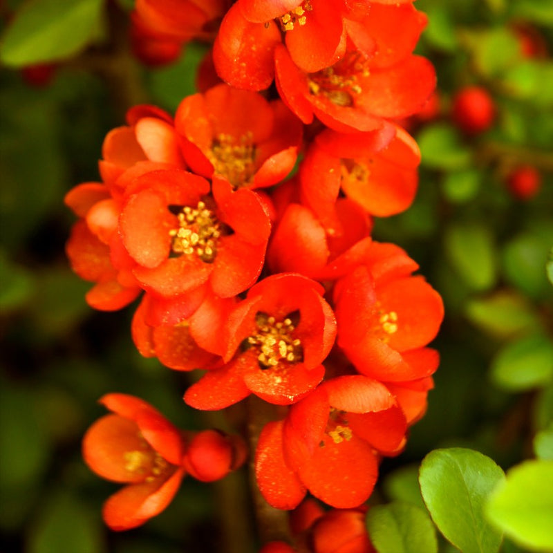 Chaenomeles Kingishi 
