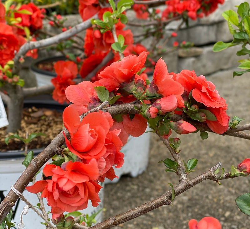 Chaenomeles Orange Storm 