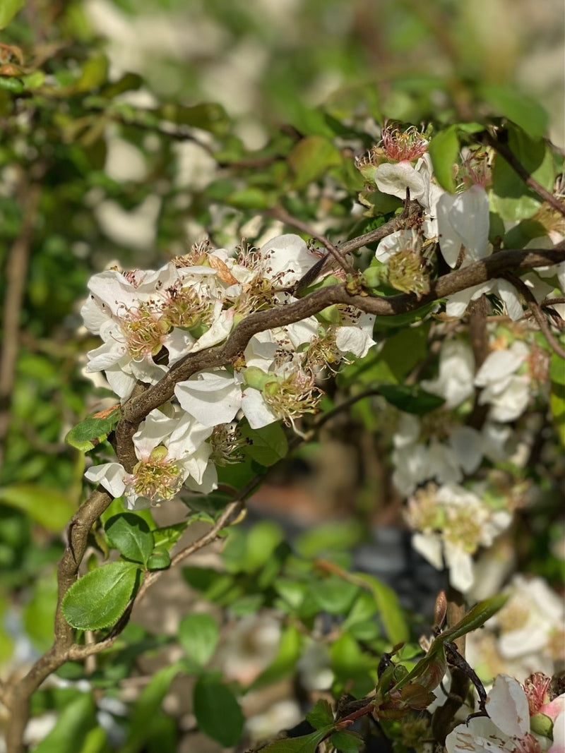 Chaenomeles Contorta 