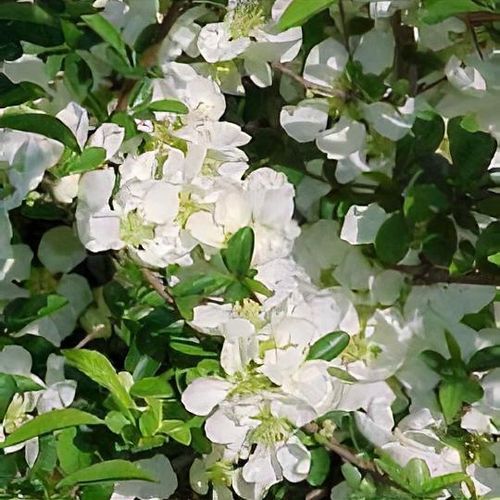 Chaenomeles x Jet Trail 