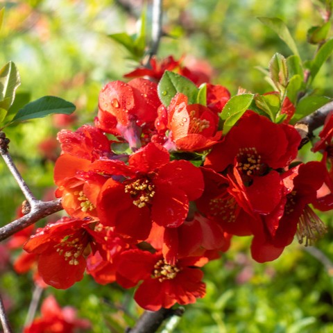 Chaenomeles Texas Scarlet 
