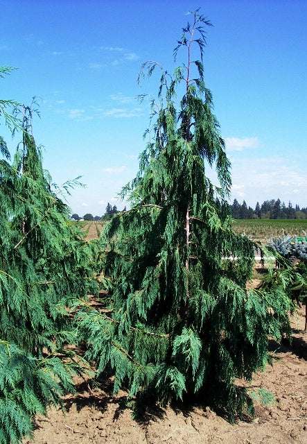 Chamaecyparis noot glauca pendula specimen