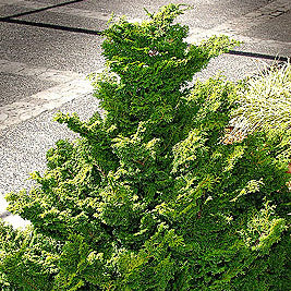 Chamaecyparis ob Kosteri 