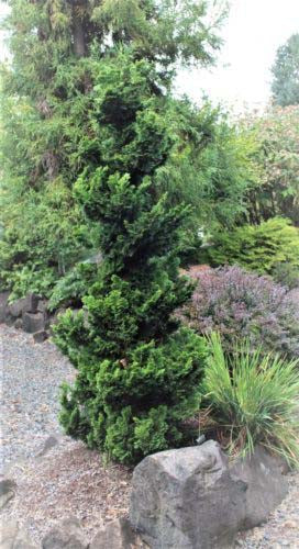 Chamaecyparis ob Vokel&