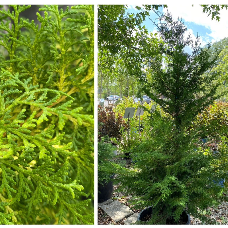 Chamaecyparis ob Sunlight Lace 