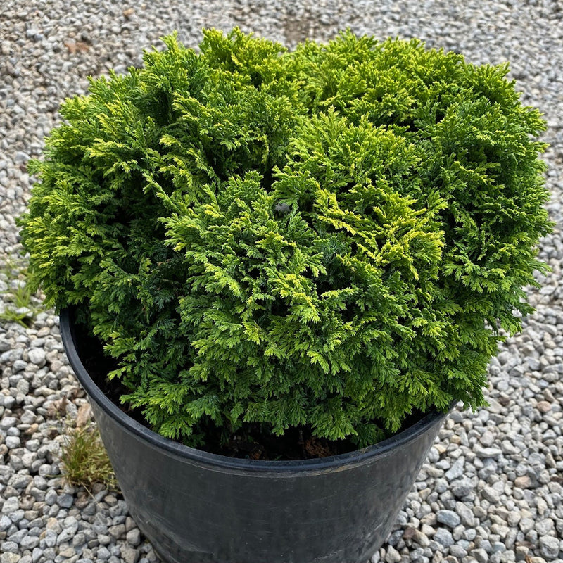Chamaecyparis p Golden Pincushion 