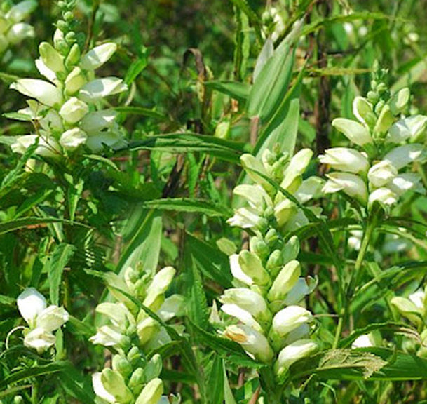 Chelone glabra 
