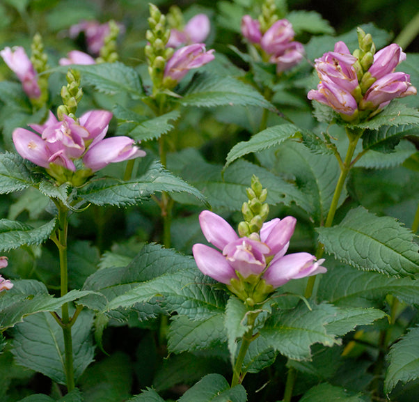 Chelone lyonni Hot Lips 