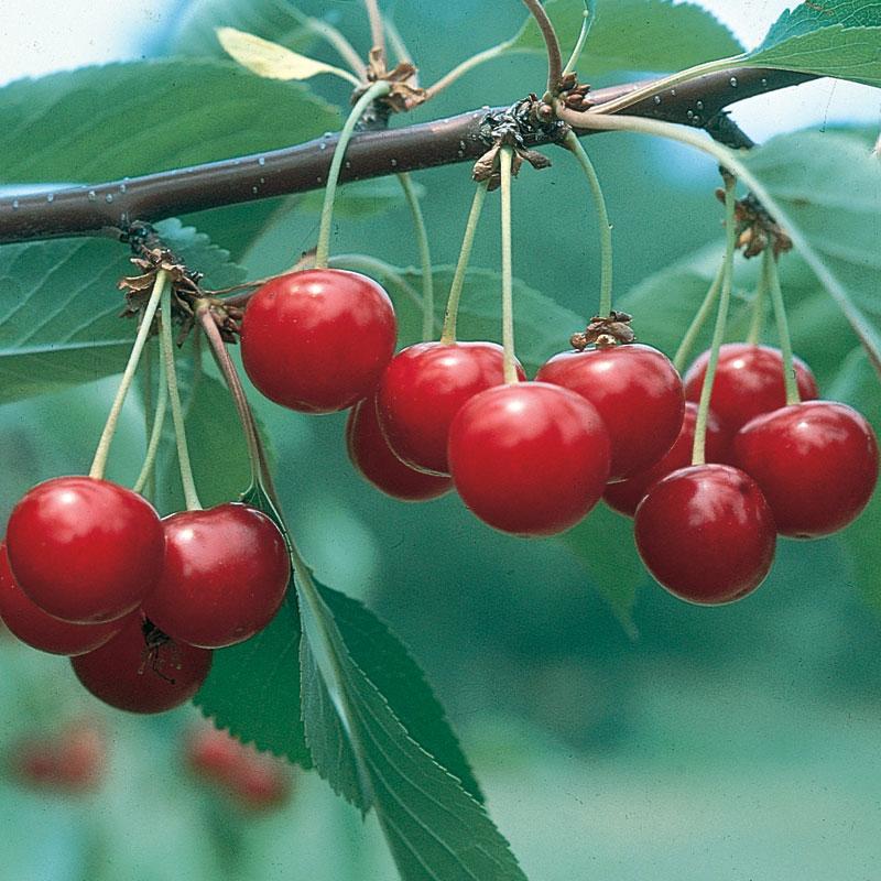 Fruit-Cherry-North Star 