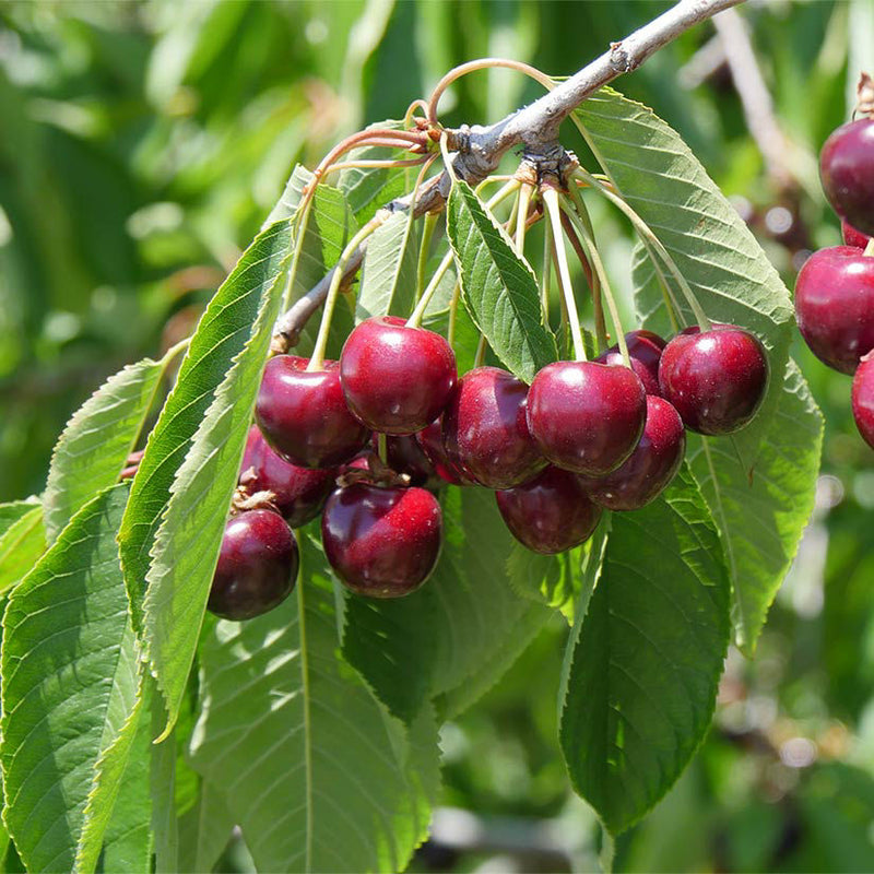 Fruit-Cherry-Bing 