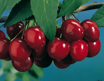 Fruit-Cherry-Black Tartarian 