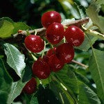Fruit-Cherry-Blackgold semi-dwf 