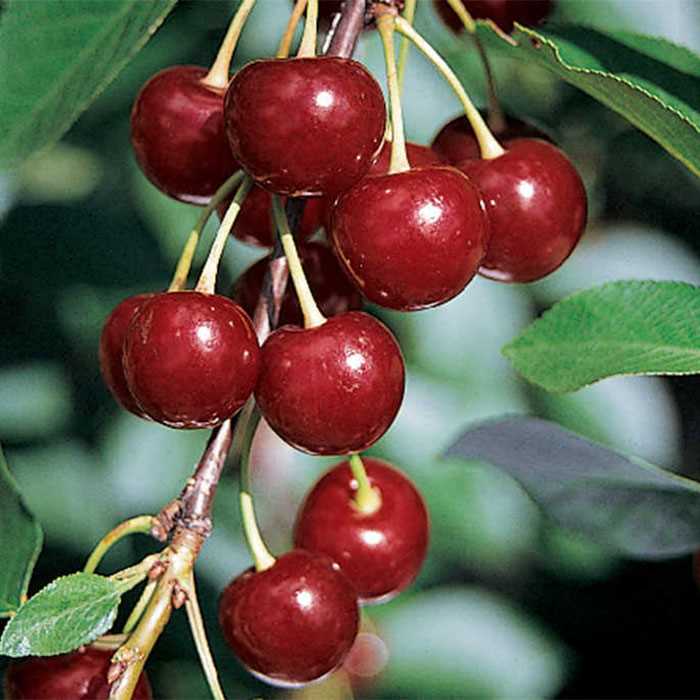 Fruit-Cherry-Danube semi-dwf 