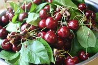 Fruit-Cherry-Juliet Bush Cherry 