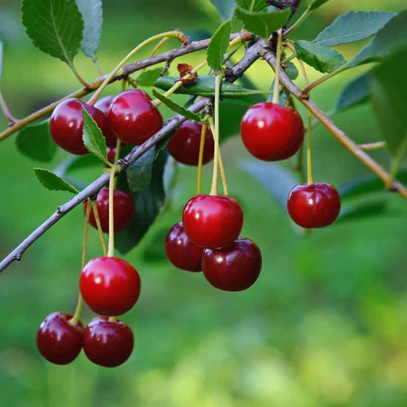 Fruit-Cherry-Meteor 
