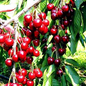 Fruit-Cherry-Montmorency 