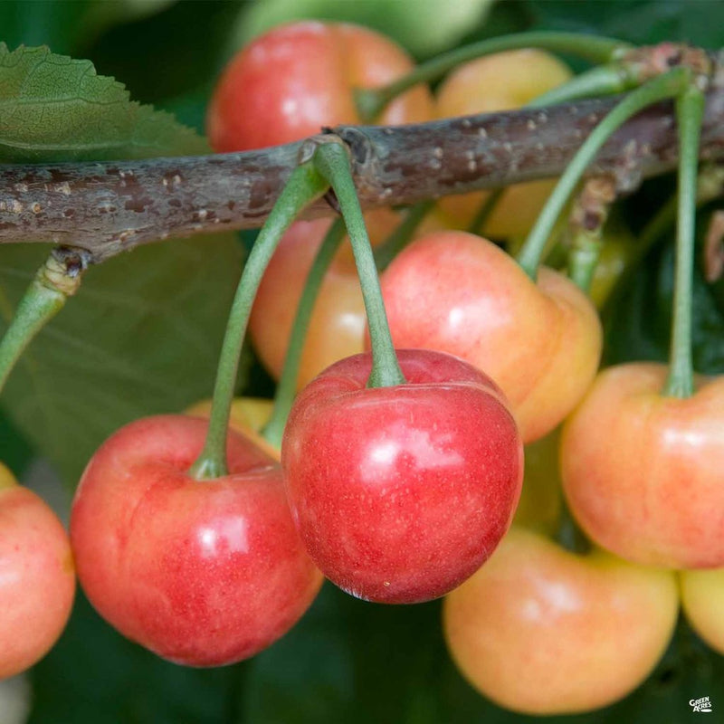 Fruit-Cherry-Rainer 