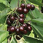 Fruit-Cherry-Regina semi-dwf 