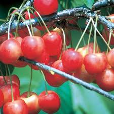 Fruit-Cherry-Whitegold semi-dwf 