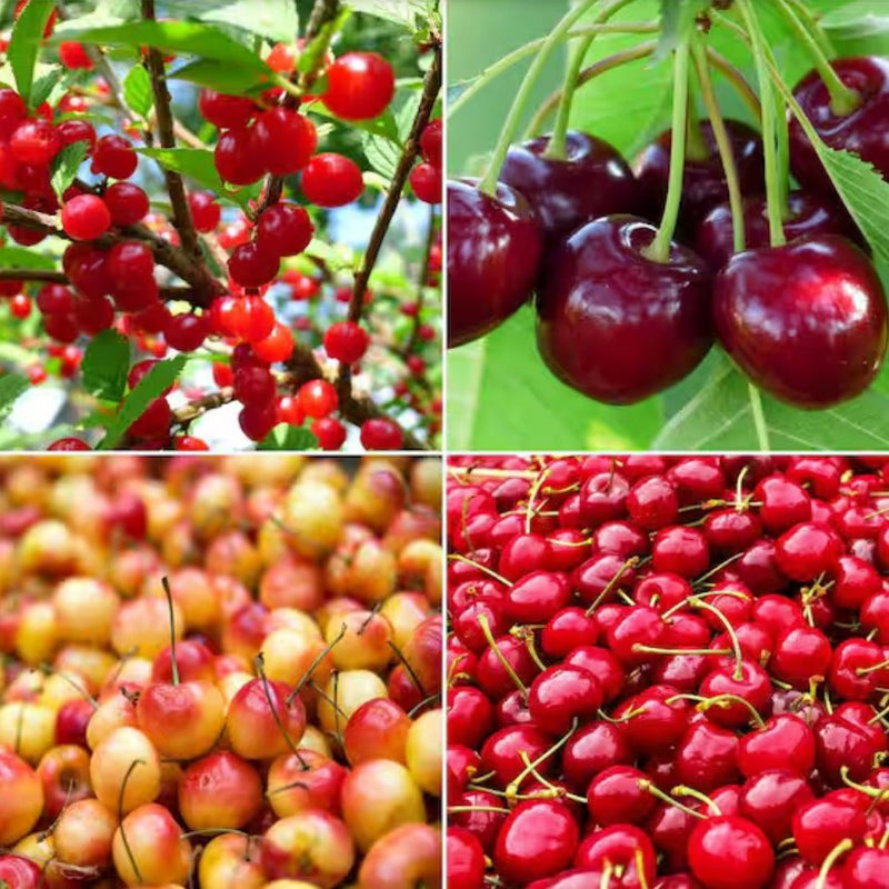 Fruit-Cherry-4-n-1 combo 
