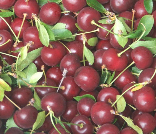Fruit-Cherry-Balaton semi-dwarf 