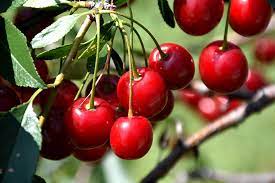 Fruit-Cherry-Mesabi 