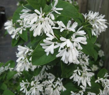 Chionanthus ret Tokyo Tower 