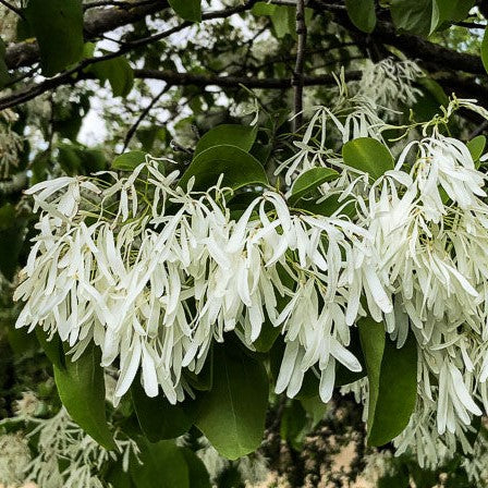 Chionanthus retusus 