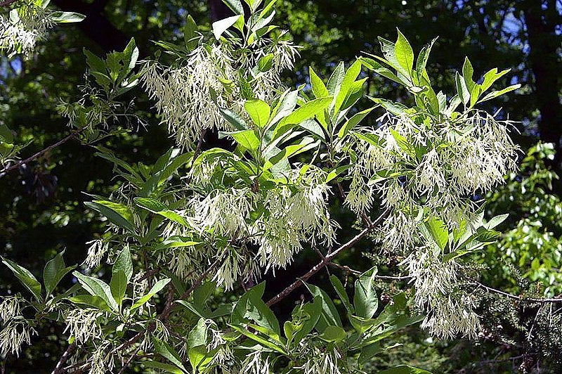 Chionanthus virginicus 4&