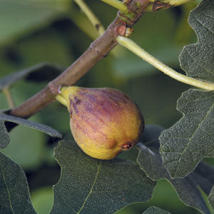 Fruit-Fig-Chicago Hardy 