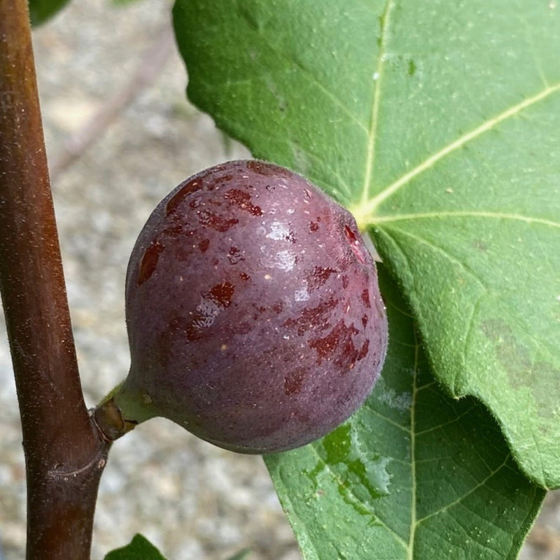 Fruit-Fig-Chicago Hardy 