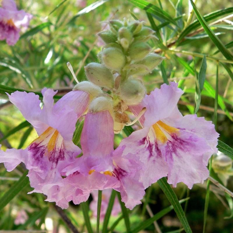 Chilopsis linearis 