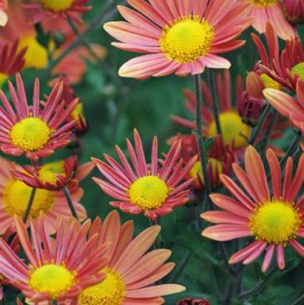 Chrysanthemum Campfire Glow 1 qt