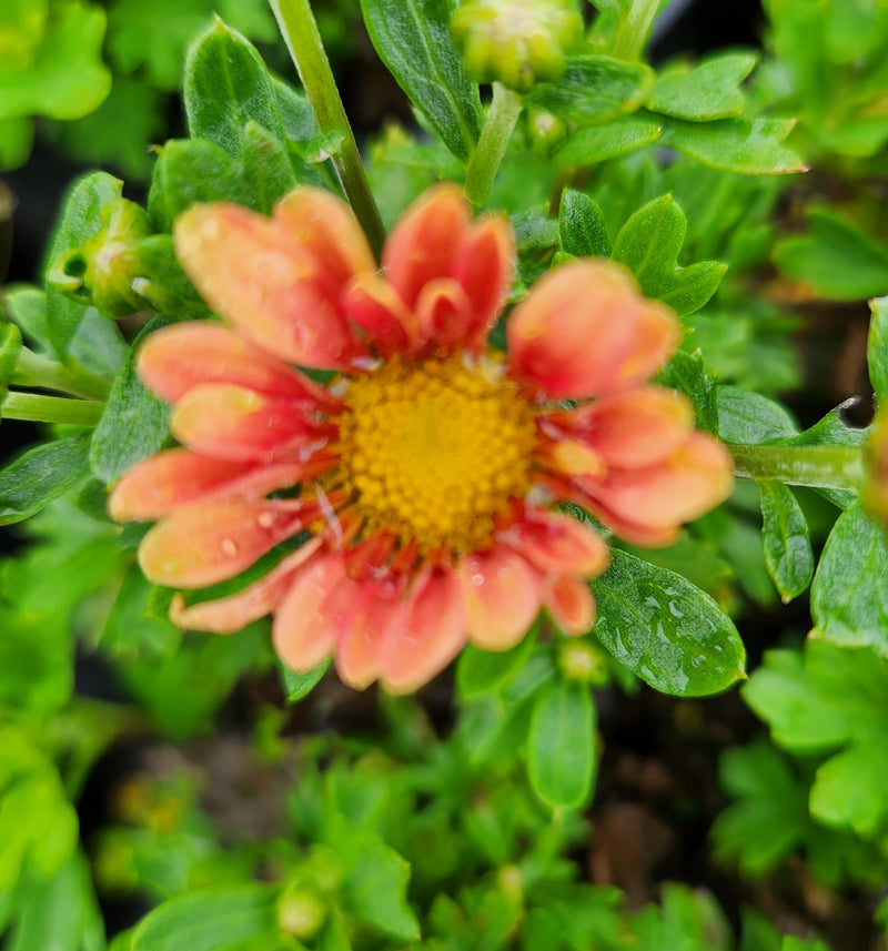 Chrysanthemum Coraligraphy 